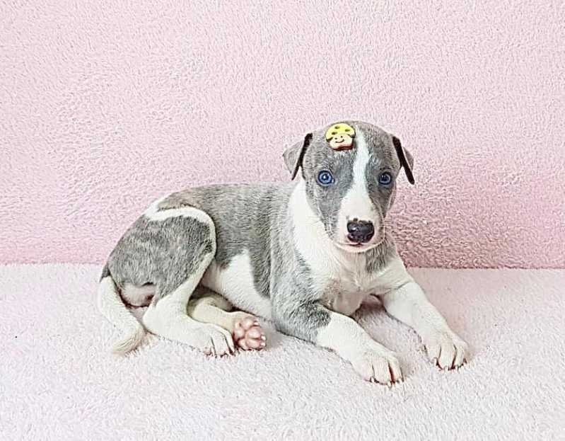 filhote de whippet azul