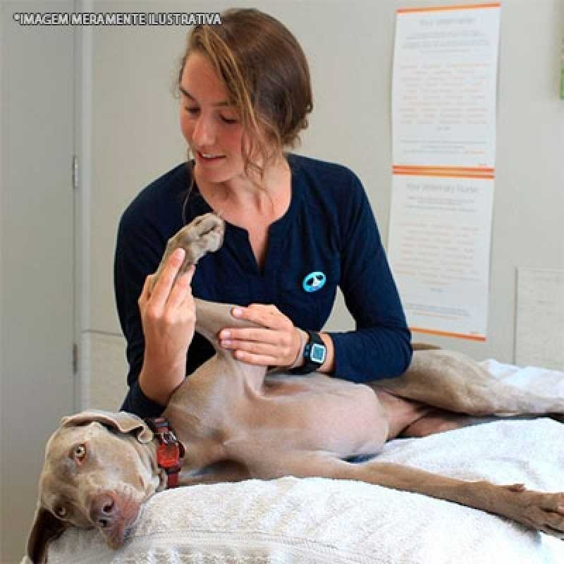 fisioterapia veterinária animal