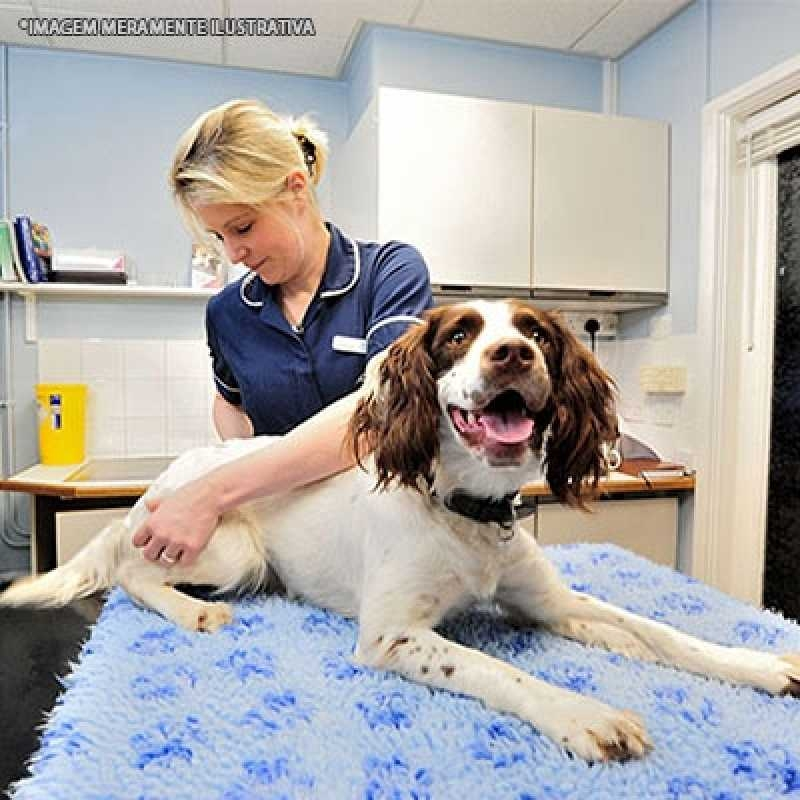 fisioterapia veterinária cachorro