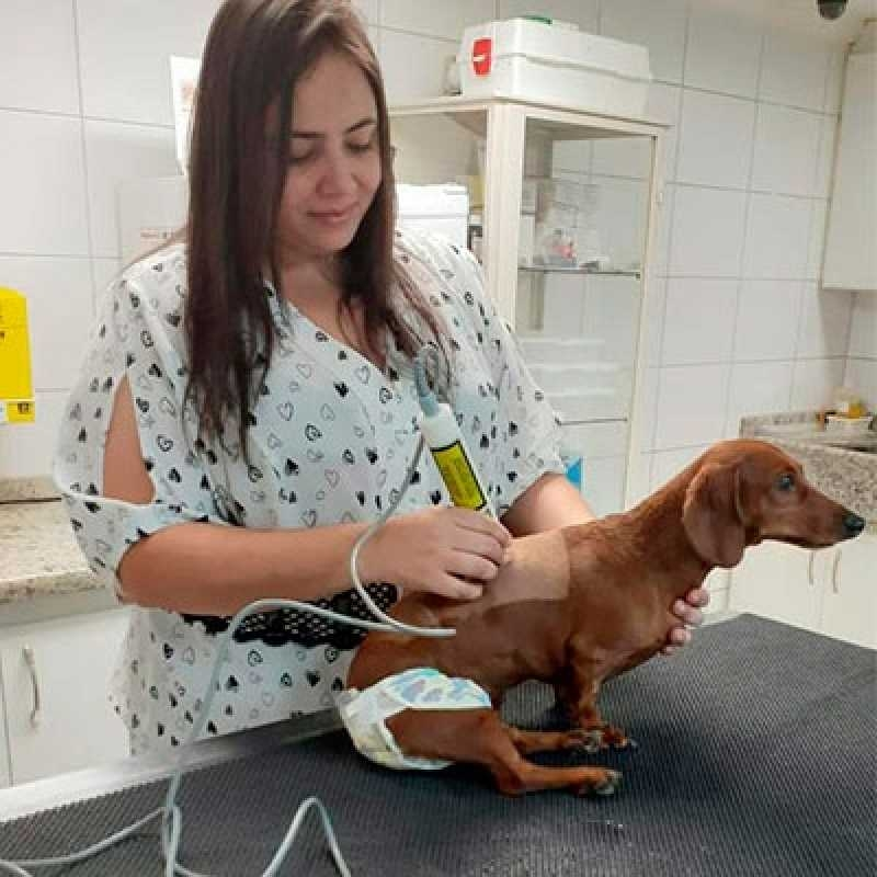 fisioterapia veterinária para cachorro