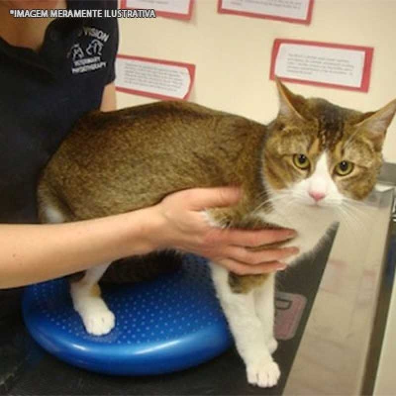 fisioterapia veterinária para gato