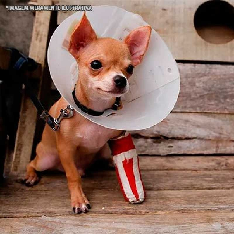ortopedia veterinária