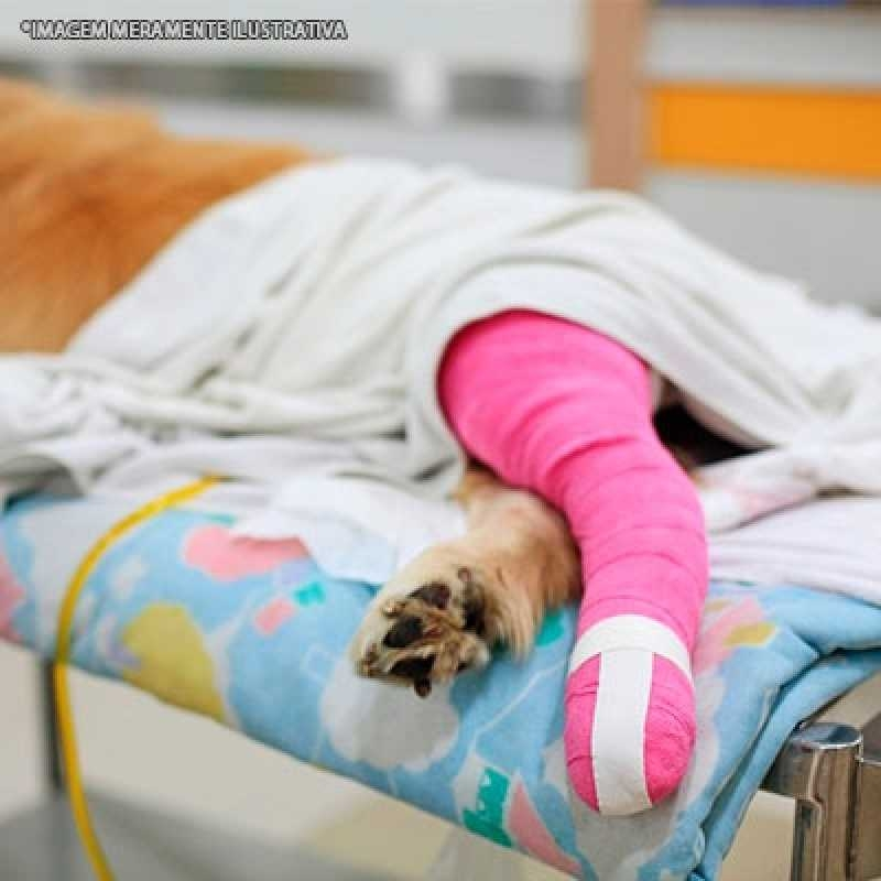 ortopedista de cachorro