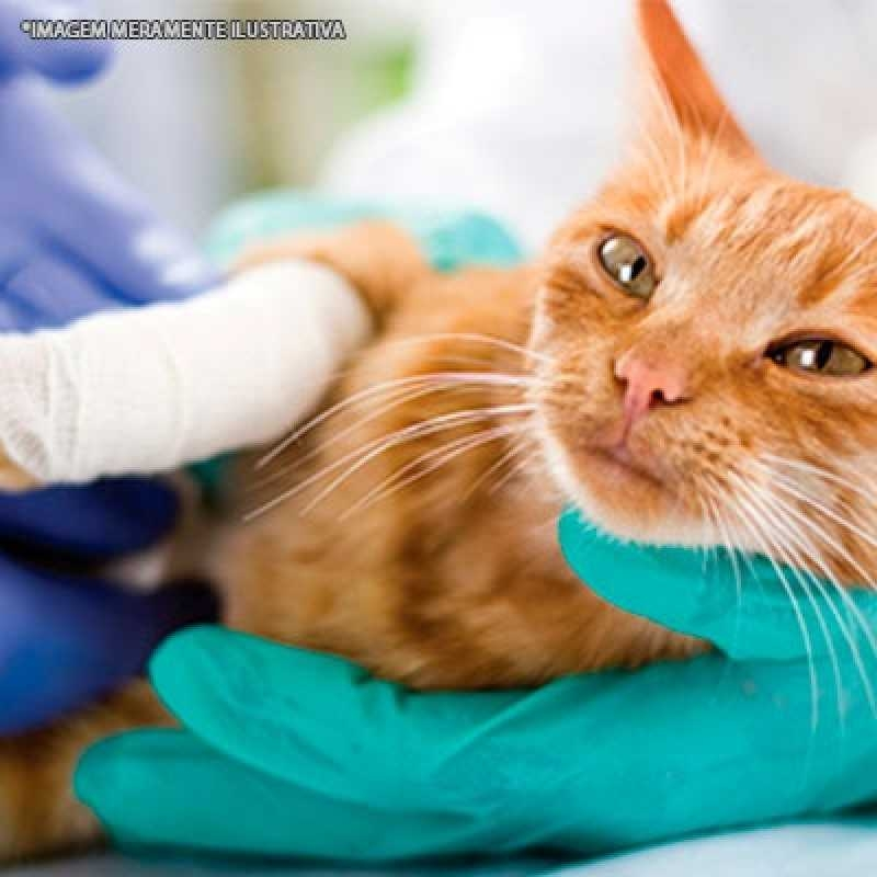 ortopedista de gatos