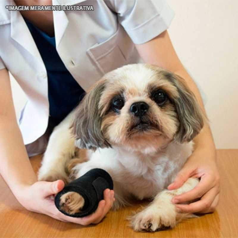 ortopedista para cachorro