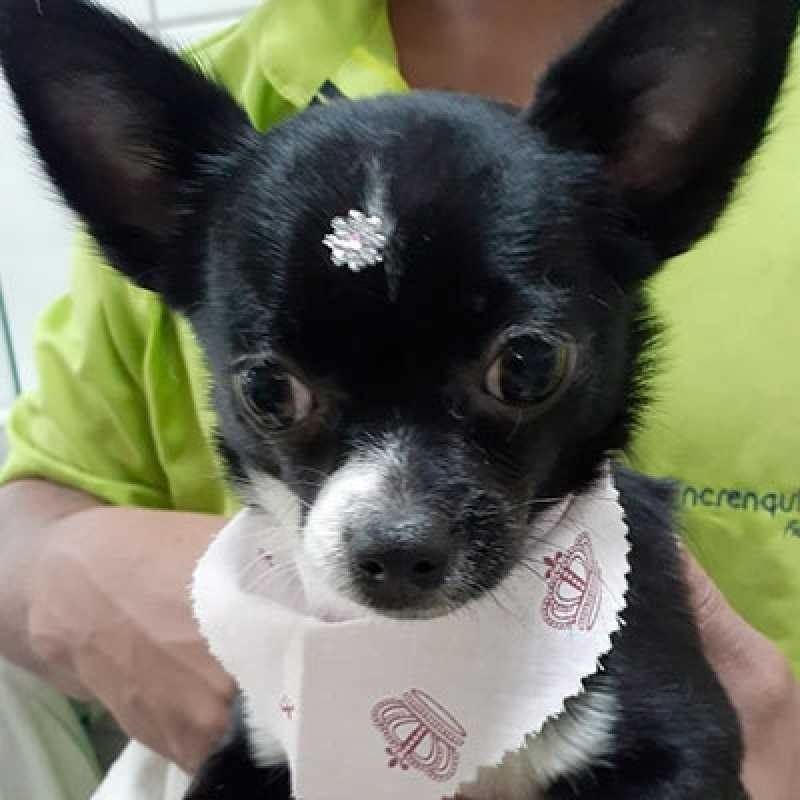 pet tosa
