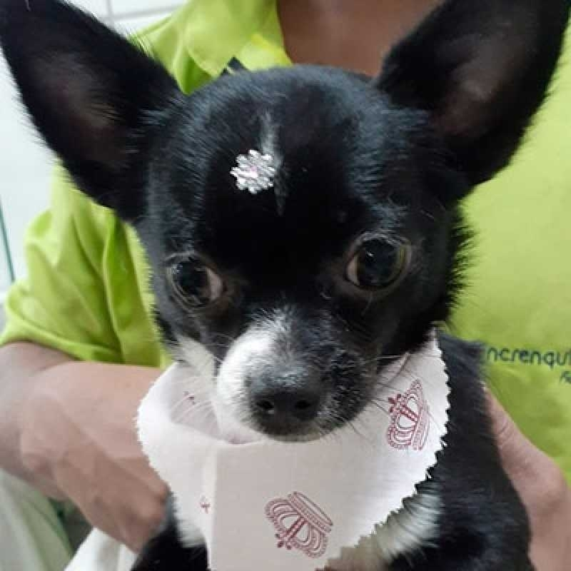 tosa cães
