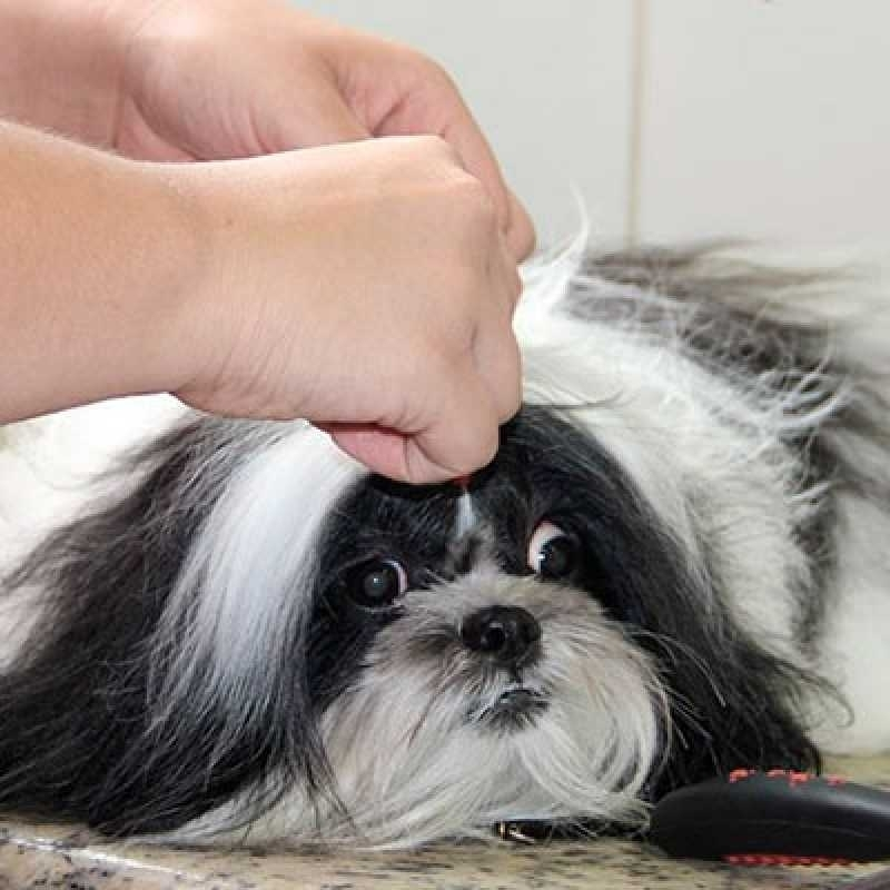 tosa e banho