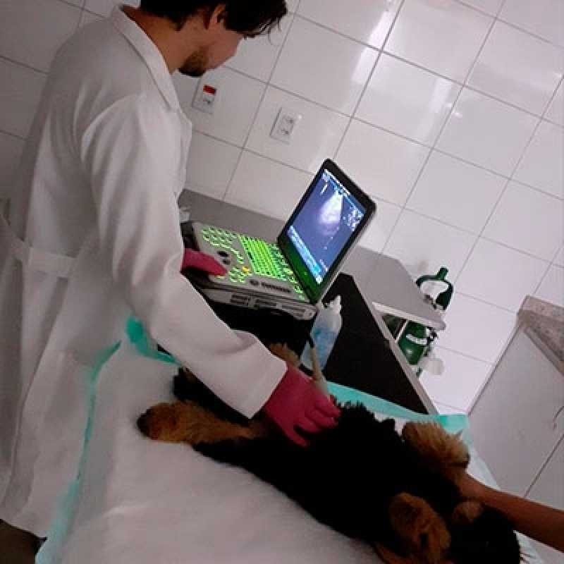 ultrassom em cachorros