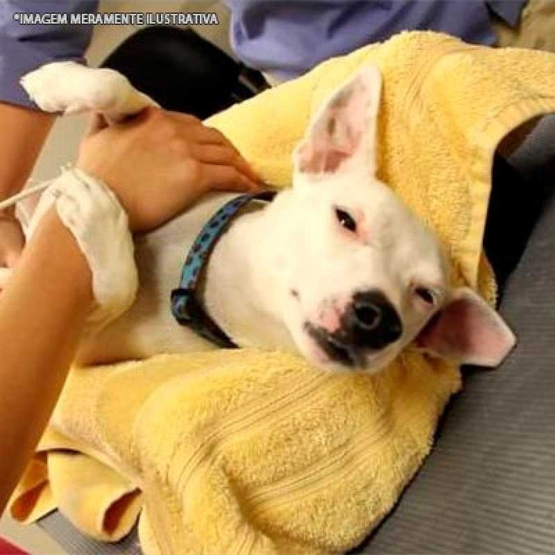 ultrassom para cachorro