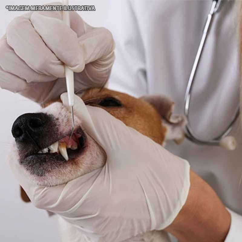 ultrassom tártaro veterinário