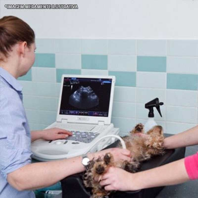 ultrassonografia cachorro