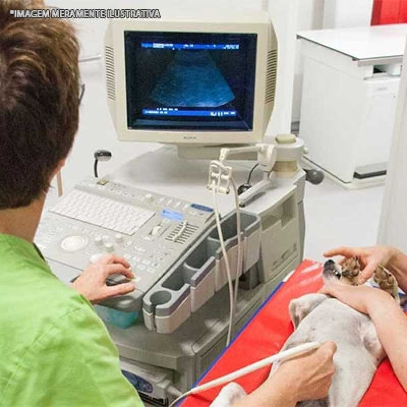 ultrassonografia em cachorro