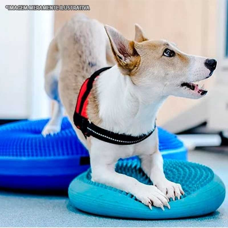 veterinária fisioterapia