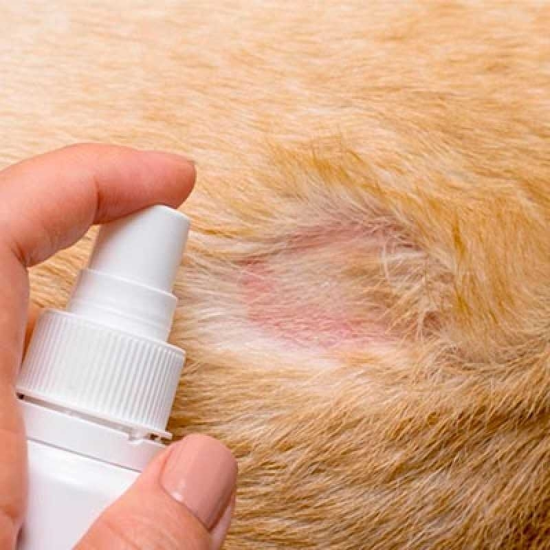 veterinario dermatologia