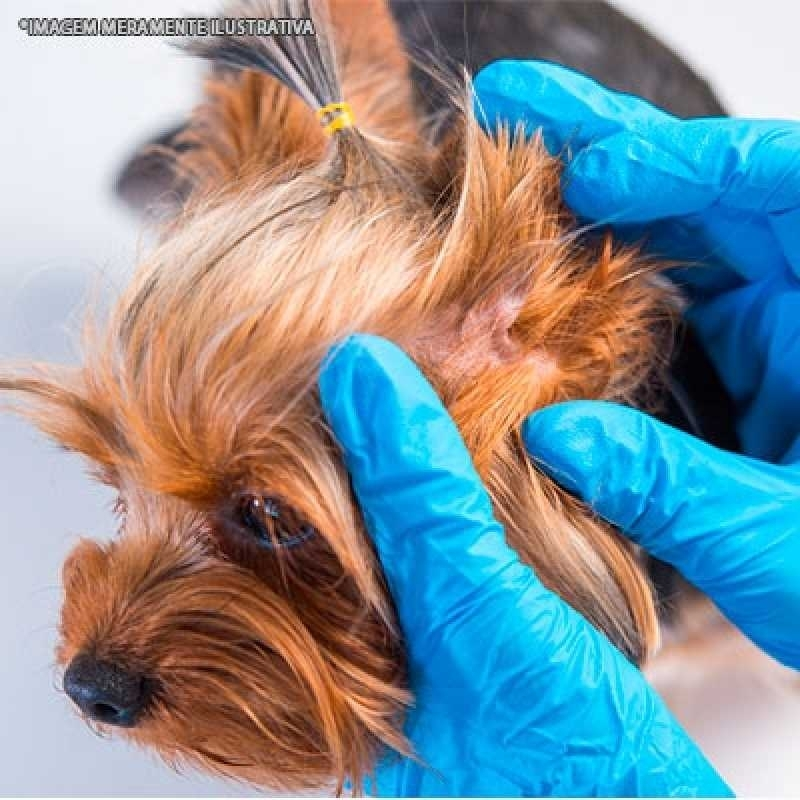 veterinario dermatologista