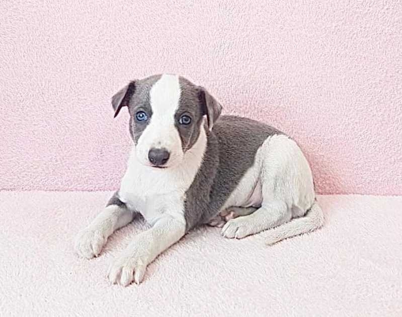 whippet branco filhote