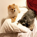 Danieli (Lady (Spitz) e Pandora) Danieli (Lady (Spitz) e Pandora)
