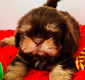 Shih Tzu (Flora) Shih Tzu (Flora)