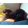 Sabina e Nero - Poodles Sabina e Nero - Poodles
