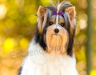 Plantel - Biewer Terrier