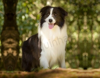 Plantel - Border Collie