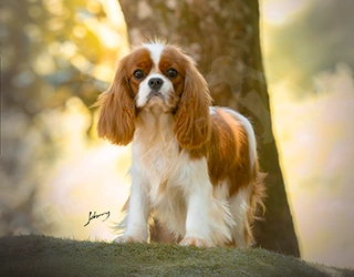 Plantel - Cavalier King Charles Spaniel