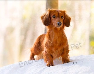 Plantel - Dachshund (Teckel)