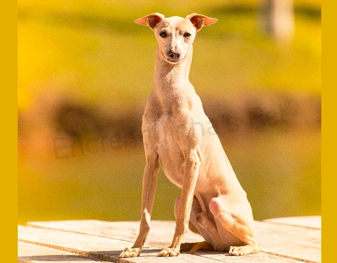 Plantel - Galgo Italiano
