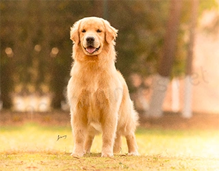 Plantel - Golden Retriever