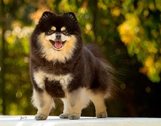 Plantel - Lulu da Pomerania (Spitz Alemão)
