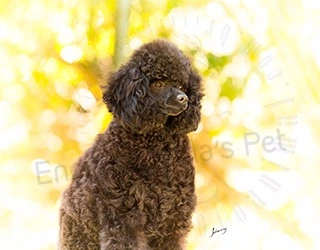Plantel - Poodle
