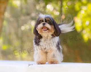 Plantel - Shih-Tzu