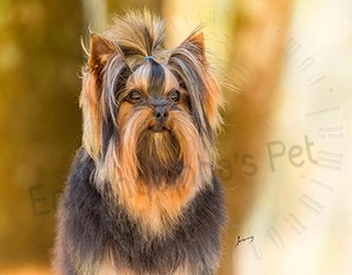 Plantel - Yorkshire Terrier