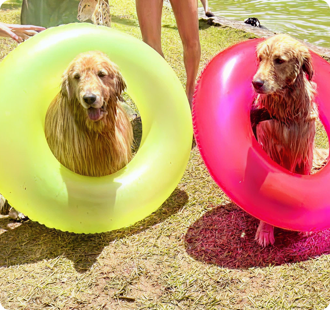 Day Use Day Use - Encrenquinhas Pet