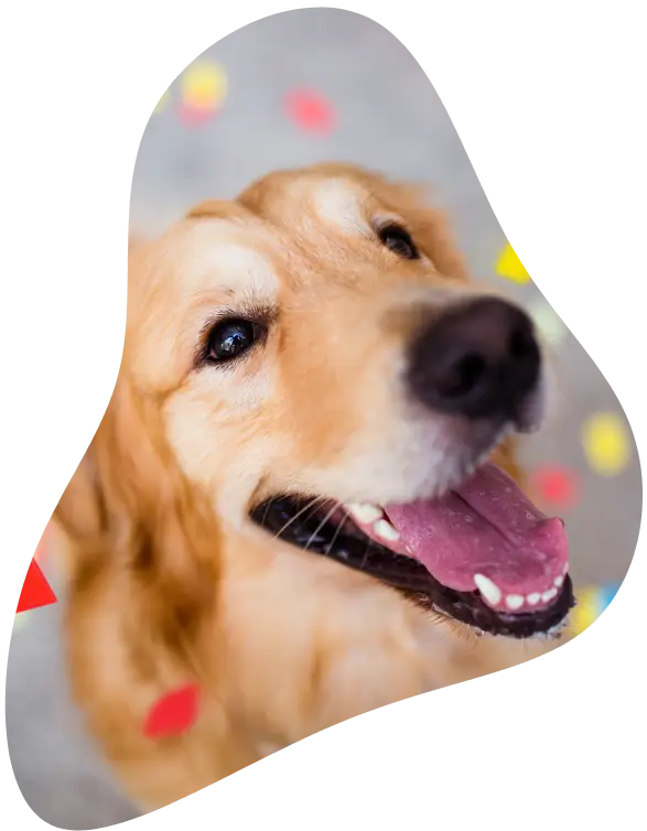 Celebre a vida do seu melhor amigo