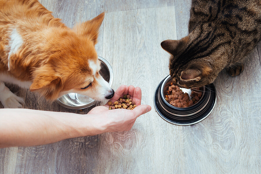 Cachorro pode comer ração de gato e vice-versa?