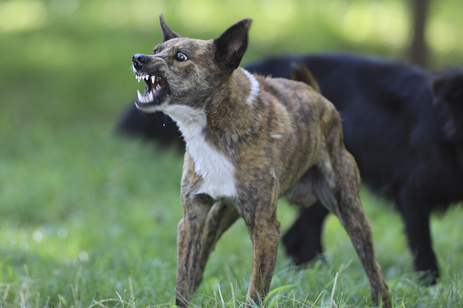 Raiva canina e felina: conheça os sintomas e como prevenir