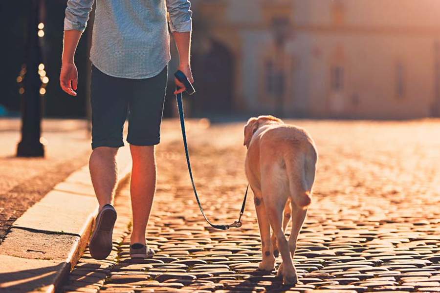 5 cuidados para passear em dias quentes com o seu cão