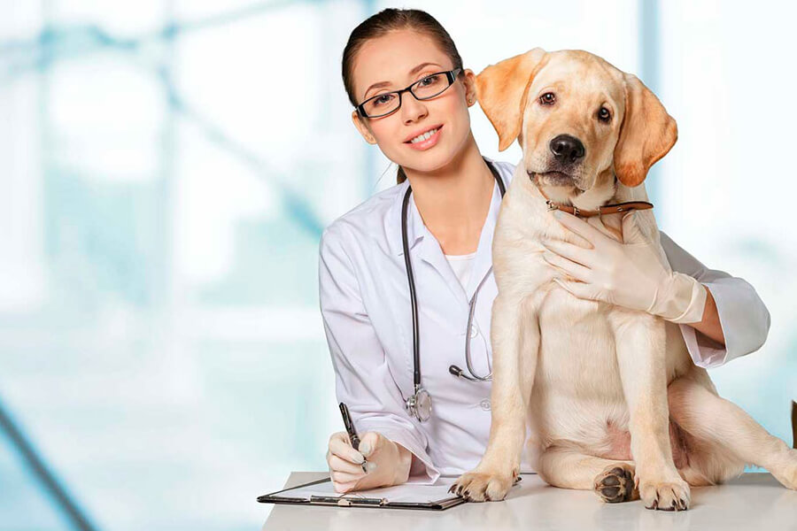 Sinais que você precisa levar seu cachorro ao veterinário