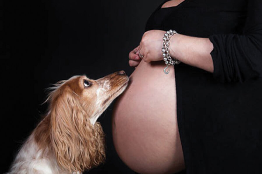 Teste de gravidez - Acredita que um cachorro pode perceber se sua dona está gravida?