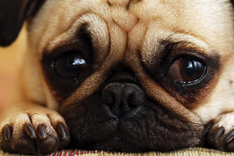 Como tratar manchas de lágrimas em cães – Epífora