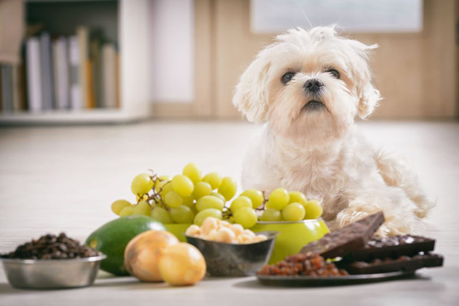 Intoxicação alimentar causada por chocolates em cães