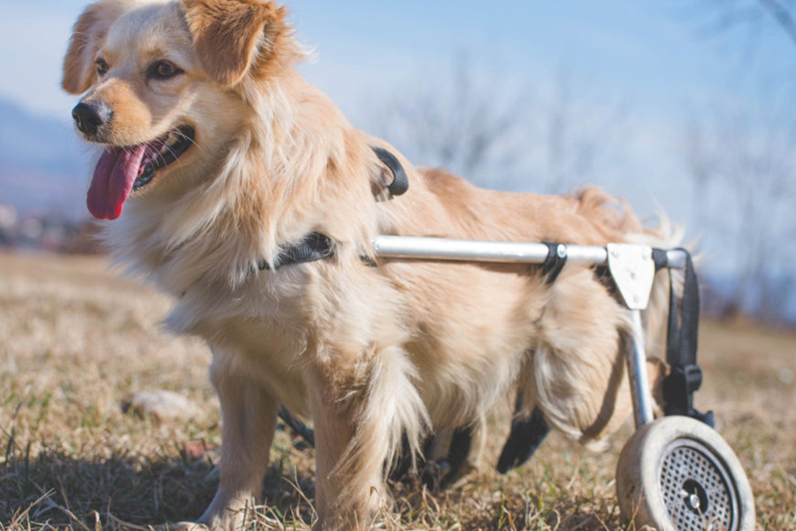 6 cuidados com um cachorro paraplégico.