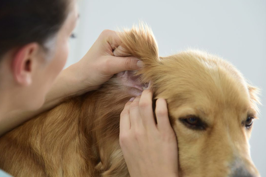 Infecção de ouvidos em cachorros, causas e tratamento.