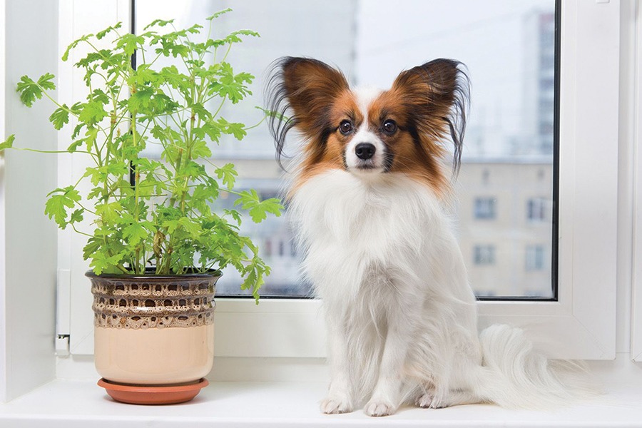 Plantas venenosas para cães. Conheça as 10 principais.
