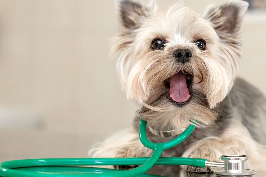 Saúde em Primeiro Lugar: O que é importante saber antes da primeira visita ao médico veterinário?