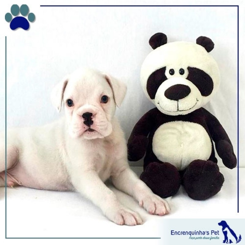 Filhote de Boxer Branco Valor Pará - Filhote Cachorro Boxer - Encrenquinhas