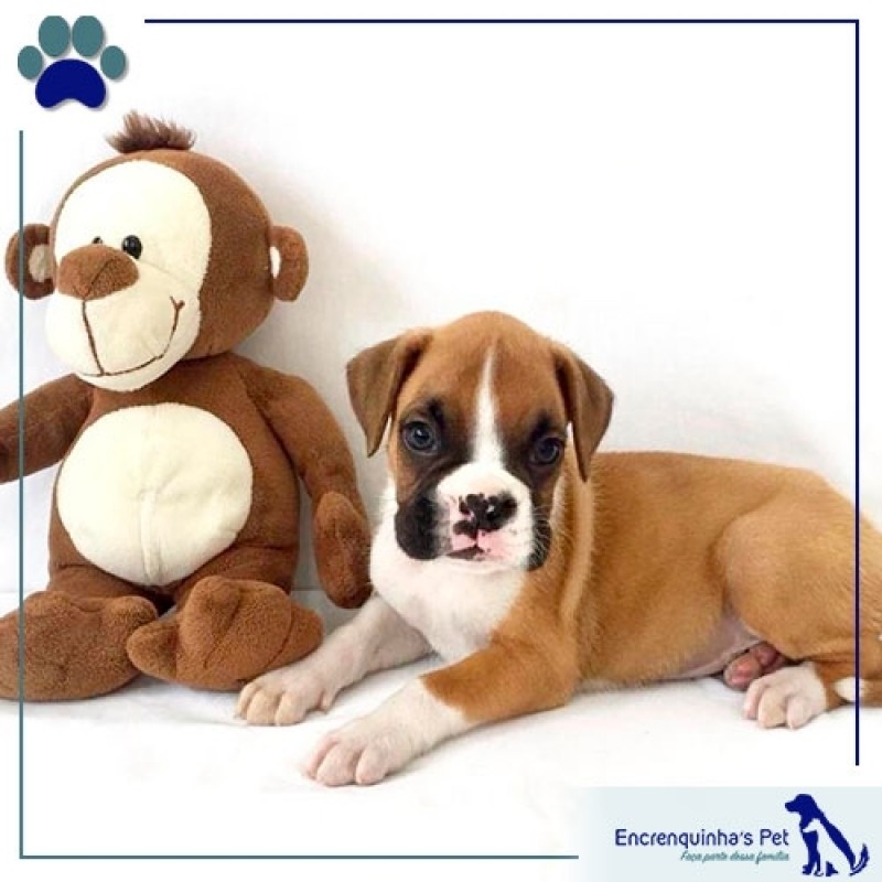 Bonito cachorro boxer branco e marrom